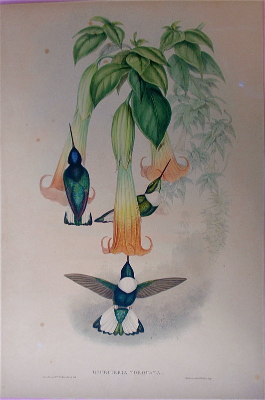 John Gould Hummingbird print 1861 original