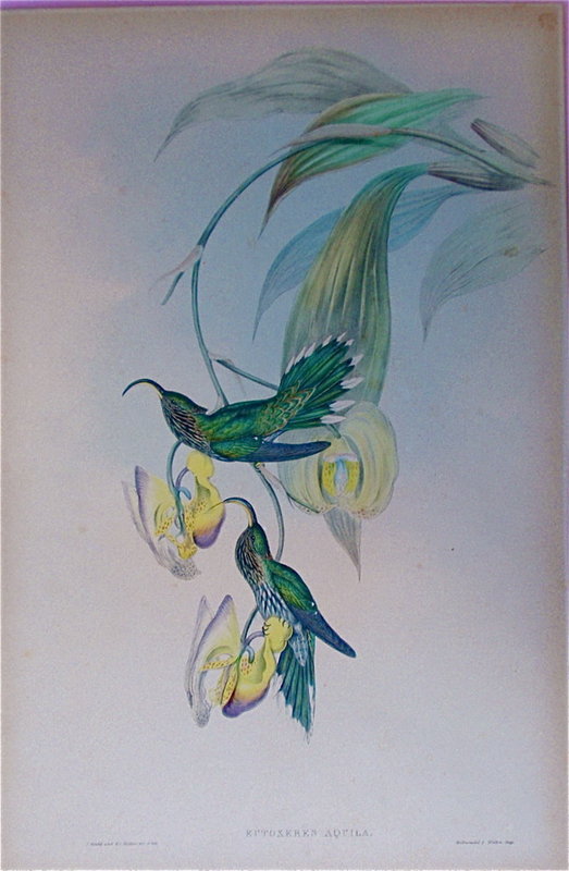 John Gould Hummingbird "Eutoxeres Aquila"