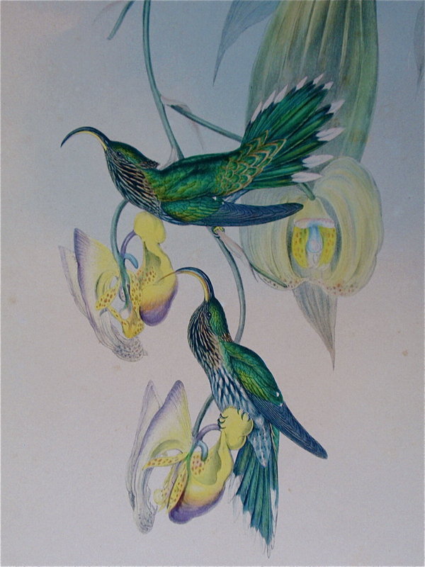 John Gould Hummingbird &quot;Eutoxeres Aquila&quot;