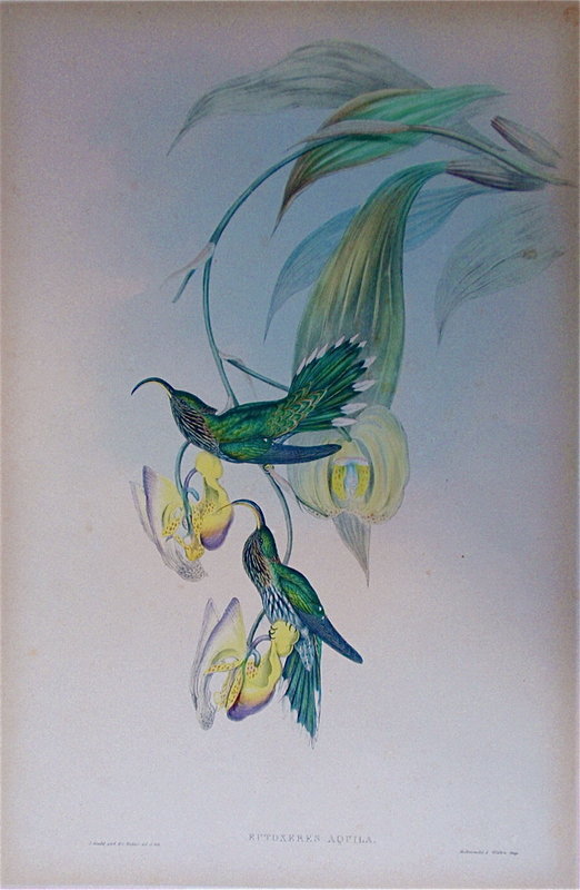 John Gould Hummingbird &quot;Eutoxeres Aquila&quot;