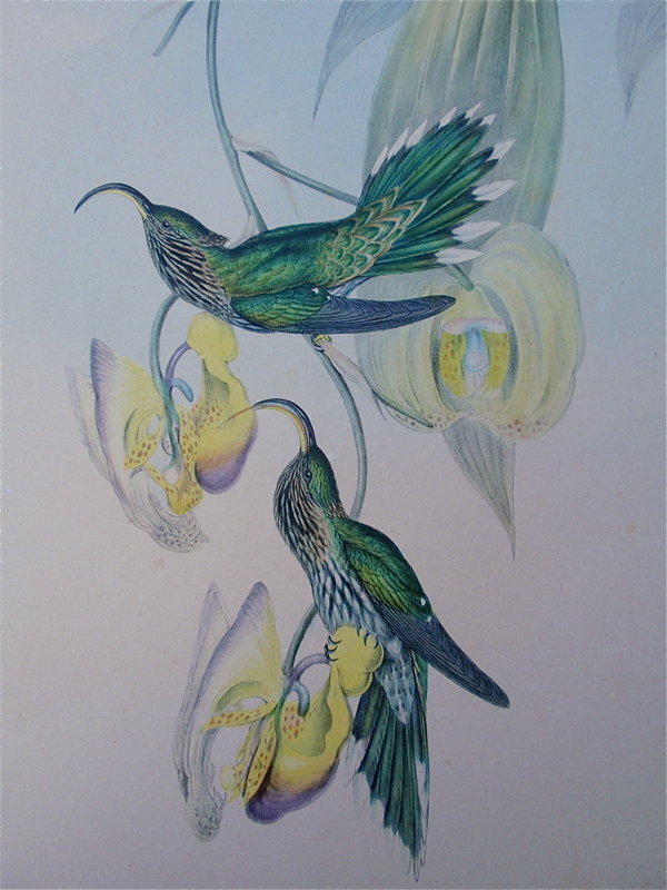 John Gould Hummingbird &quot;Eutoxeres Aquila&quot;