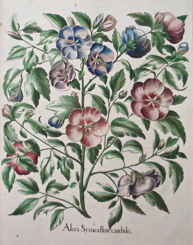 Basilius Bessler Botanical Floral engraving c.1613