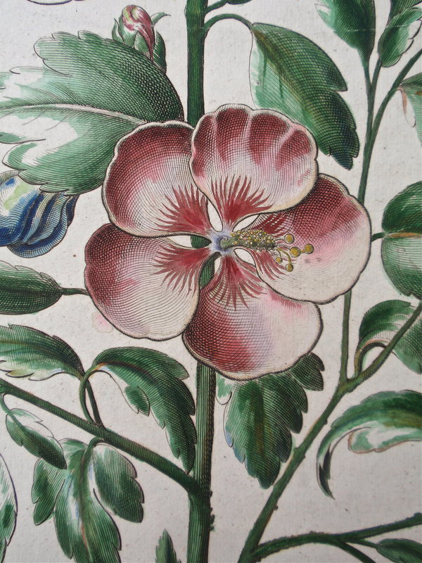 Basilius Bessler Botanical Floral engraving c.1613