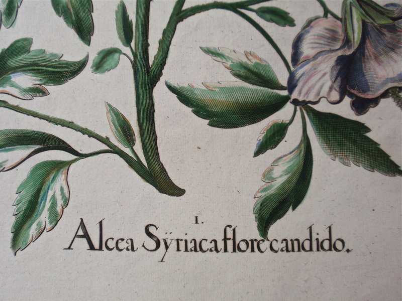 Basilius Bessler Botanical Floral engraving c.1613