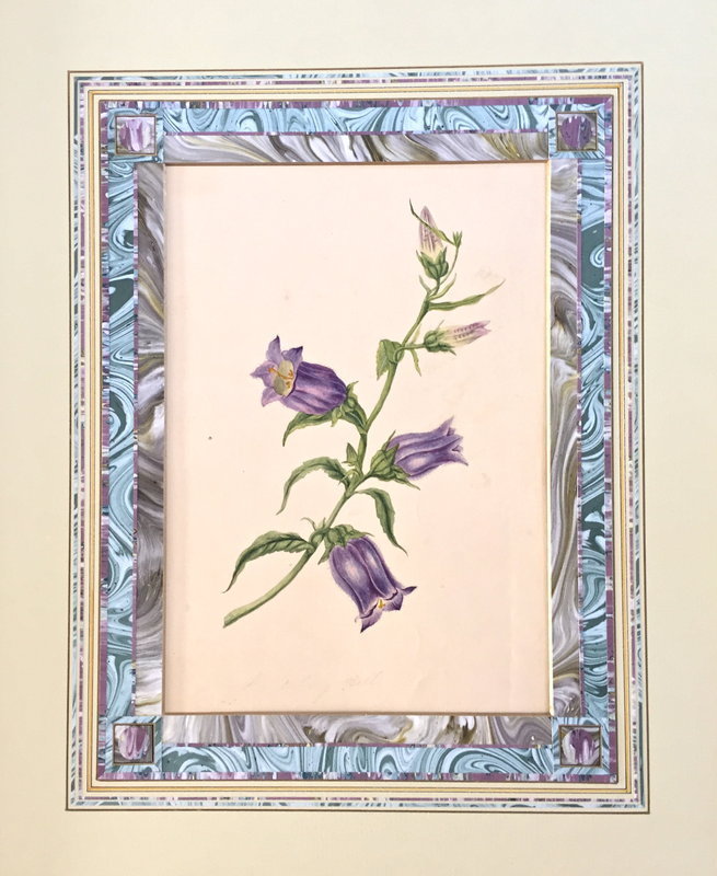 French Watercolor Botanical painting Bluebells c.1847