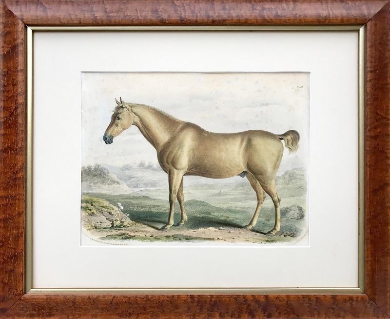 Antique Horse Color Lithographs London 1840 Francis Nicholson