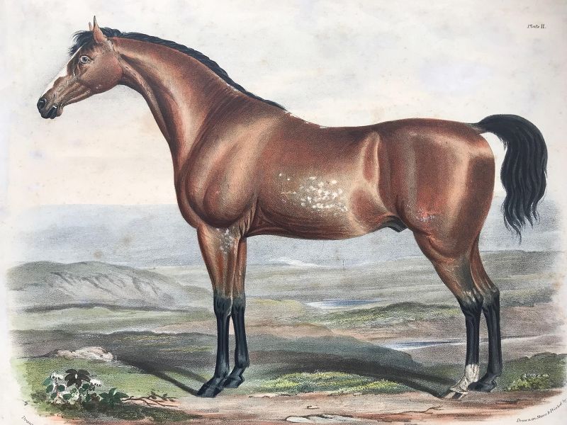 Antique Horse Color Lithographs London 1840 Francis Nicholson
