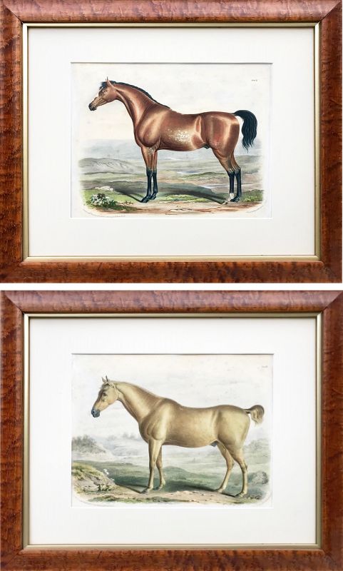 Antique Horse Color Lithographs London 1840 Francis Nicholson
