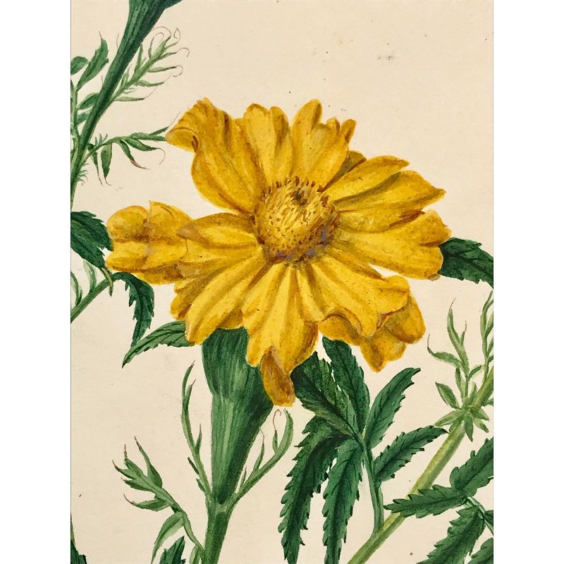 Antique 19th C. Original Watercolor Floral Botanical Painting