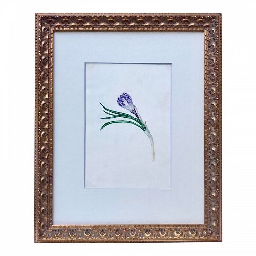 Antique Floral Watercolor Botanical Tulip Painting 19th C.