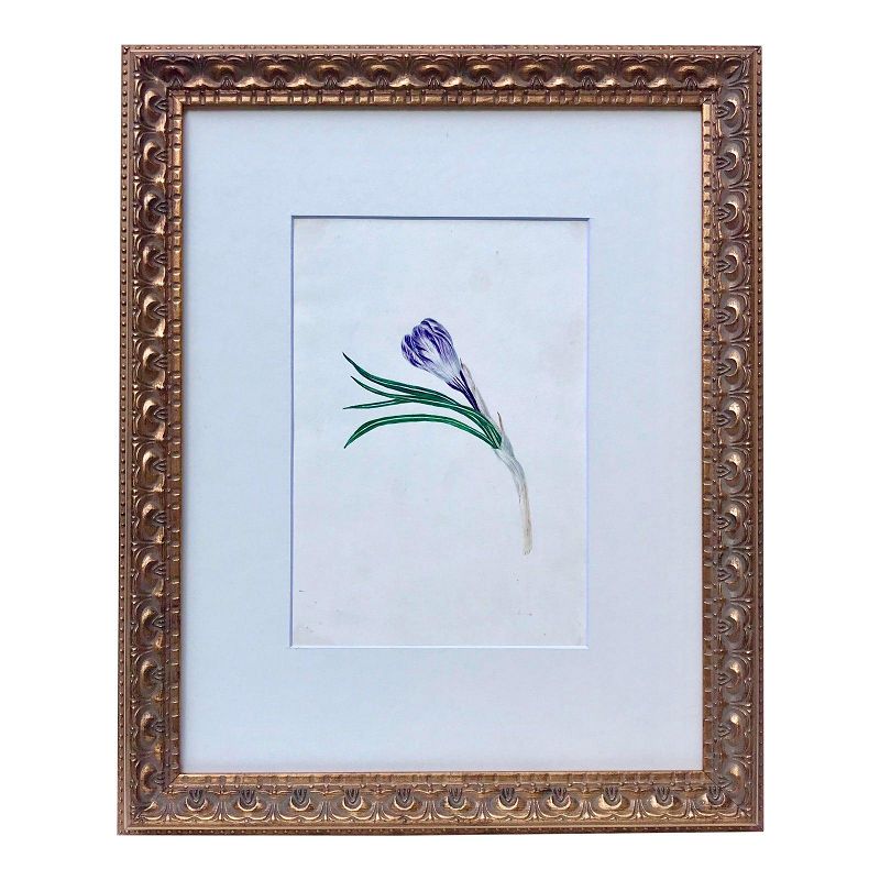 Antique Floral Watercolor Botanical Tulip Painting 19th C.