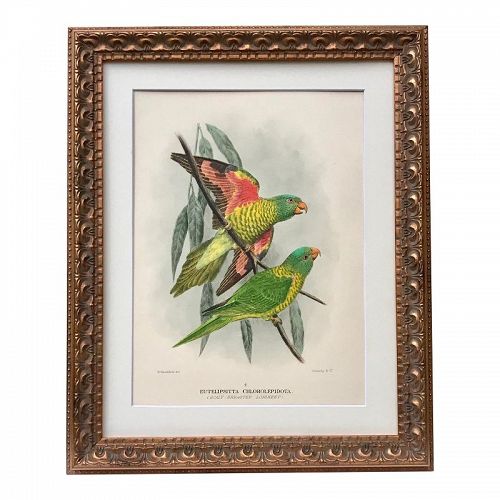 Antique Hand Color Lithograph of Parrots by Mathew C.1910