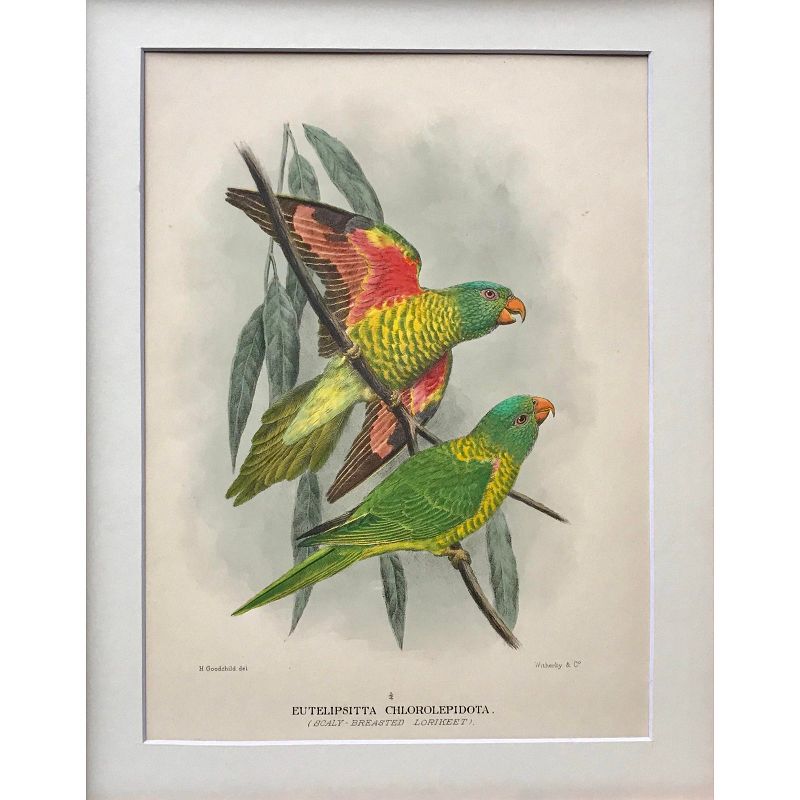 Antique Hand Color Lithograph of Parrots by Mathew C.1910