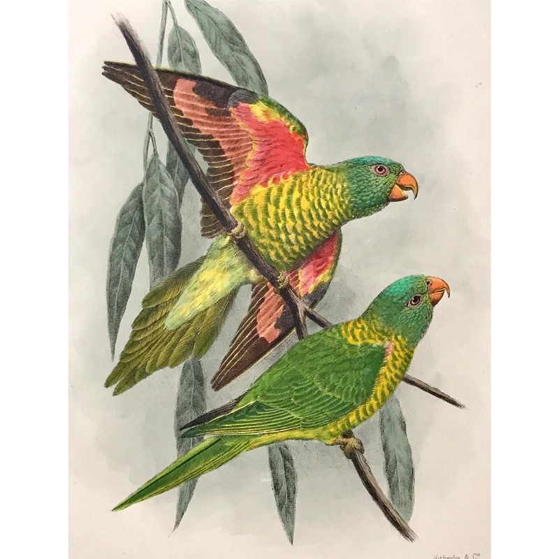 Antique Hand Color Lithograph of Parrots by Mathew C.1910