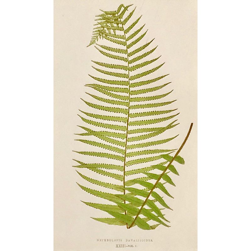 Antique Pair of Botanical Lithographs Fern Prints by Edward J. Lowe