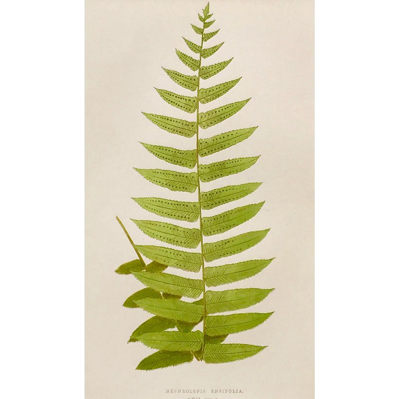 Antique Pair of Botanical Lithographs Fern Prints by Edward J. Lowe