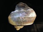 Transatlantic Telegraph Cable Scrimshaw Shell SS Great Eastern c1866