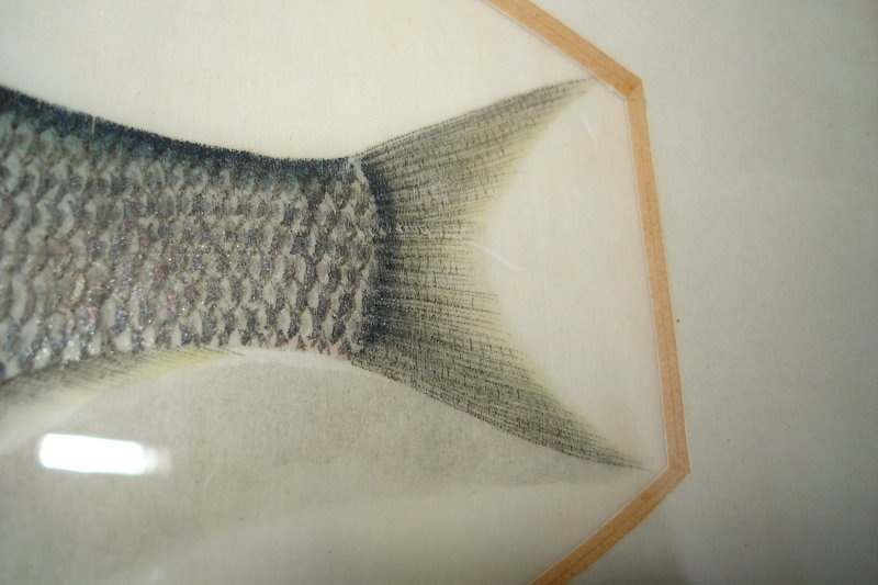 Chinese Watercolour Painting of Fish - circa 1800-1850