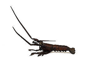 Old Japanese Bronze Articulated Lobster