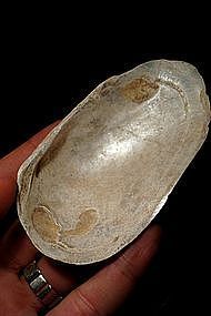 Roman Cosmetic Sea Shell with Lovely Patina, 100-300 AD