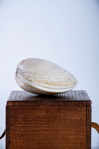 A Japanese shell box