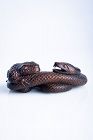 Ryonaga - A Japanese boxwood okimono of a toad with a snake