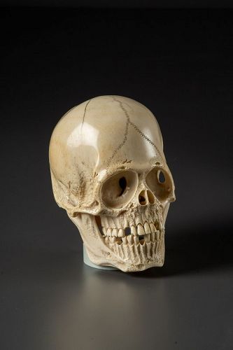 Kogyoku - A large (16 x 7,5 x 4,5) Japanese skull