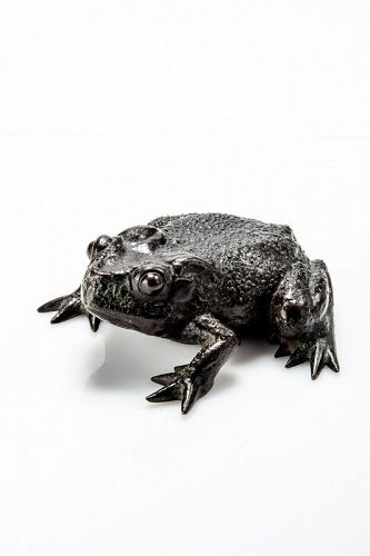A Japanese toad