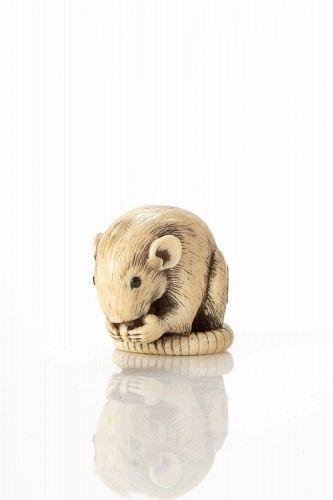 A Japanese ivory netsuke depicting a rat