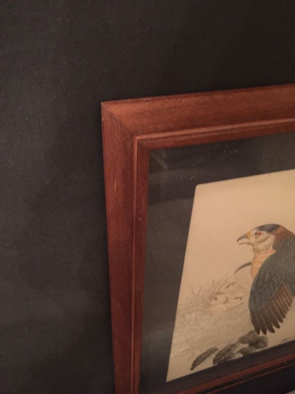 Very Fine Original Ink and Watercolor painting Framed Hawk Family