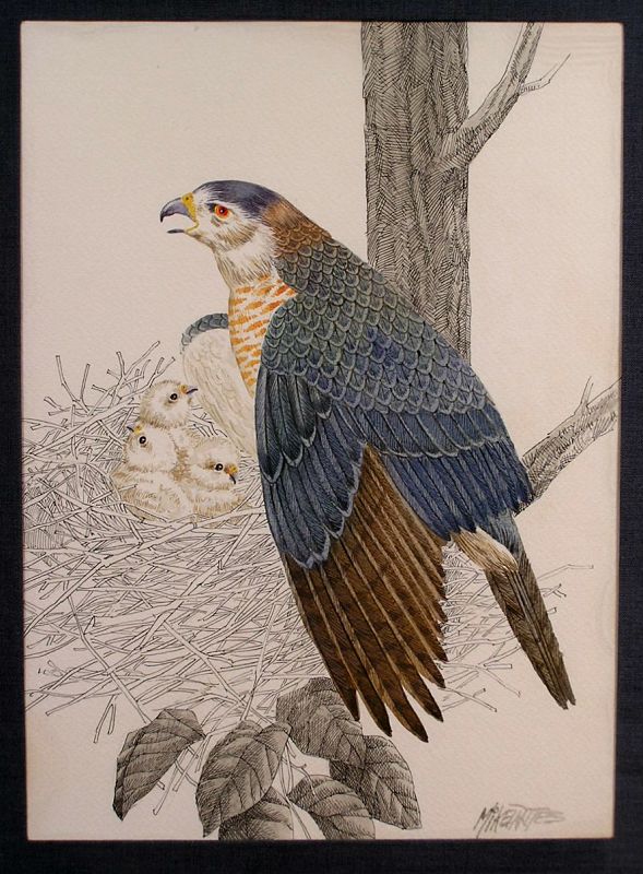 Very Fine Original Ink and Watercolor painting Framed Hawk Family
