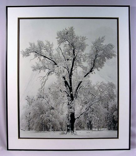 Black and White Print, Oak Tree by Ansel Adams, Framed