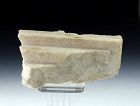 Roman Architectural Marble Fragment, 1st-3rd cent AD!