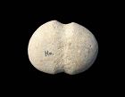 Large Danish Neolithic grooved stone mace head, 3rd. millenium BC.