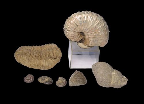 Interesting lot of 7 petrified fossils of large extinct species