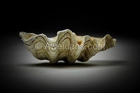 Biblical Middle Bronze Age Tridacna shell, 1850 - 1550 BC