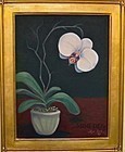 Signed American Oil OC Painting Orchid Phalaenopsis