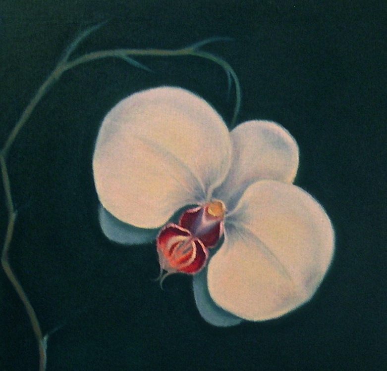 Signed American Oil OC Painting Orchid Phalaenopsis