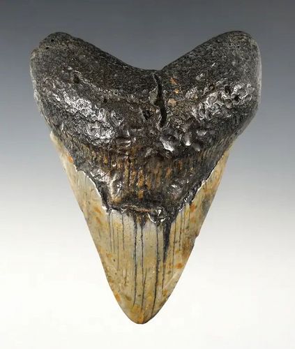 Megalodon Sharks Tooth, 4 78" Long, Beautiful