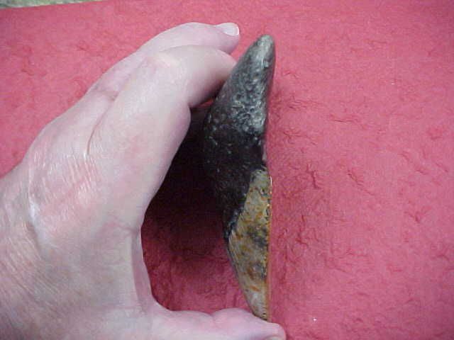 Megalodon Sharks Tooth, 4 78&quot; Long, Beautiful