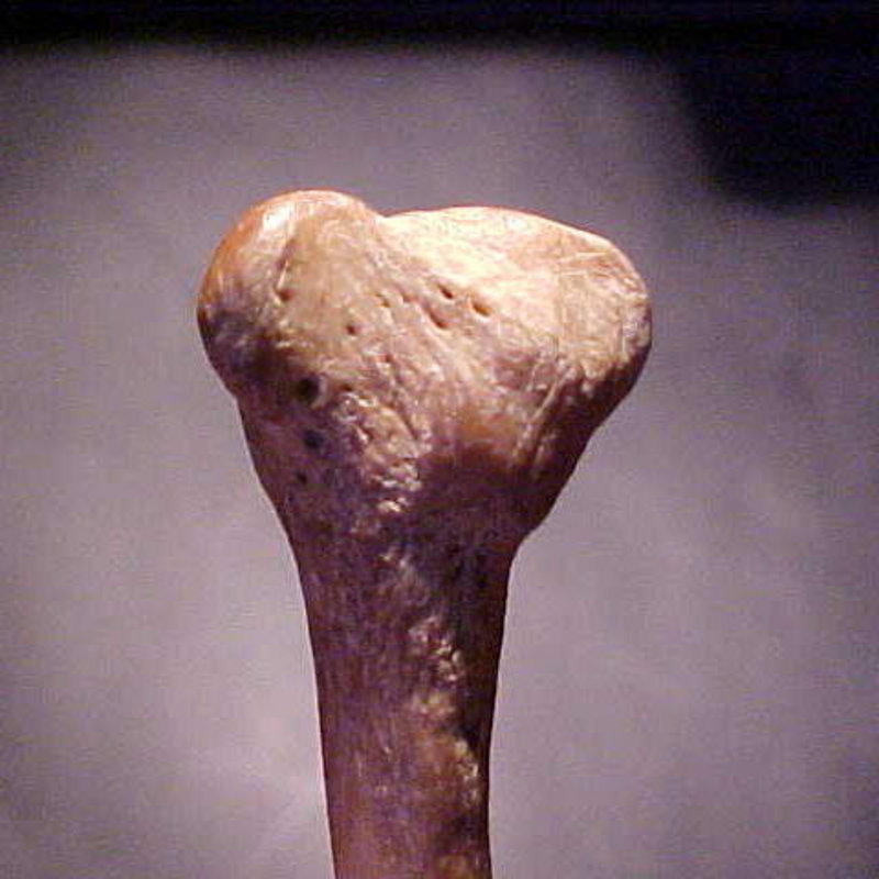 Extremely Rare Bone Pins: Mississippian w/video