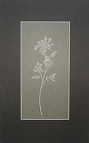 PAPER CUT-OUT OF QUEEN ANNE’S LACE