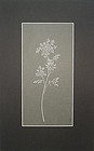 PAPER CUT-OUT OF QUEEN ANNE’S LACE