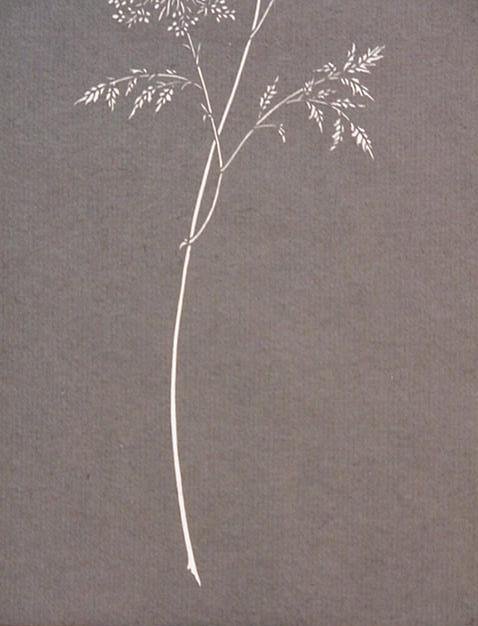 PAPER CUT-OUT OF QUEEN ANNE’S LACE