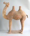 LARGE Chinese Tang Dynasty Painted Pottery Camel with TL Test (75cm)