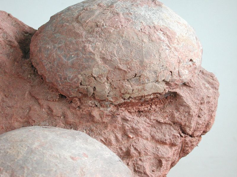 GENUINE Dinosaur Egg Nest Fossil (4 eggs) - Hadrosaur