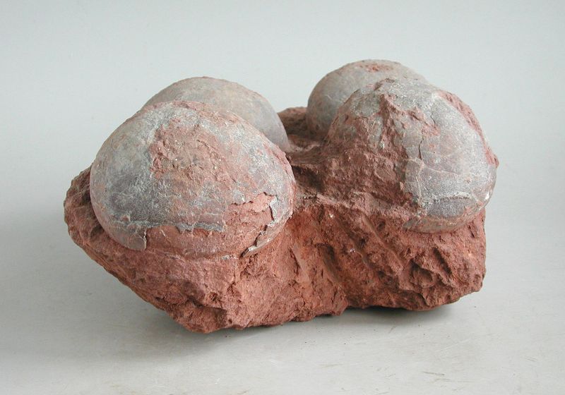 GENUINE Dinosaur Egg Nest Fossil (4 eggs) - Hadrosaur