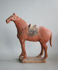 Chinese Tang Dynasty Painted Pottery Saddled Horse with Oxford TL Test