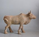 Chinese Tang Dynasty Pottery Walking Ox / Bull (AD 618 - 906)