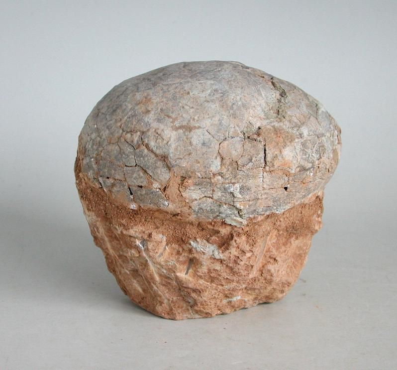 GENUINE Dinosaur Egg Fossil - Hadrosaur